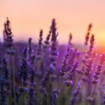 Lavendel geurend de magische wilg